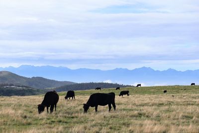 Livestock grazing on field against sky