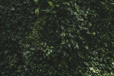 Full frame shot of plants