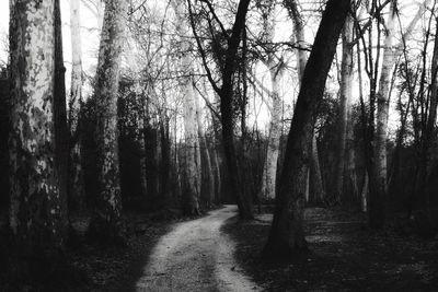 Trees in forest against sky