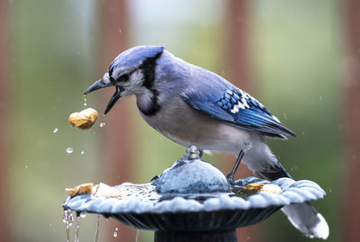 Bluebird on the fountain