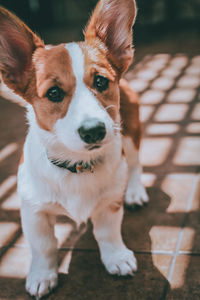 Close-up of dog sitting on bench