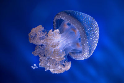 Close-up of jellyfish swimming in sea