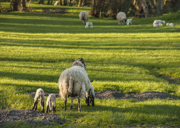 Sheep grazing in a field