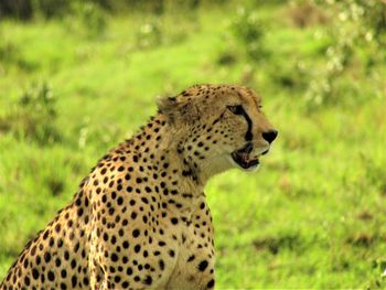 Side view of a cheetah on field