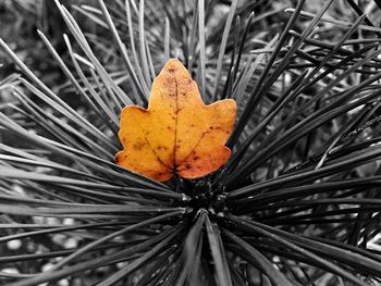 Close-up of leaf on tree