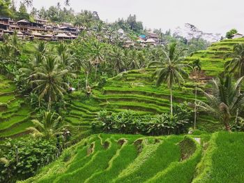 Scenic view of rice field against clear sky