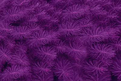 Abstract violet leaves background. color trends 2022