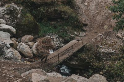 High angle view of lizard on rock