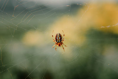 Close-up of spider on web