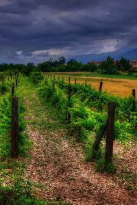 Scenic view of agricultural field against sky