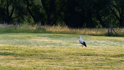 Bird perching on field