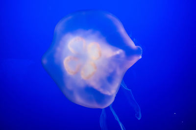 Close-up of jellyfish swimming in water
