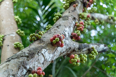 Close-up of fruit growing on tree trunk