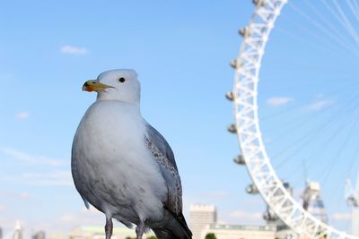 Low angle view of seagull against clear sky