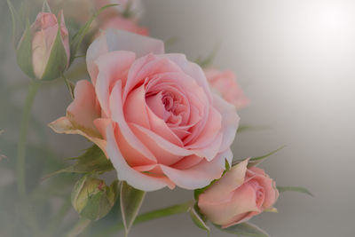 Close up pink roses are blooming in the garden 