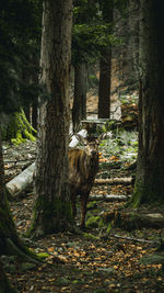 Horse standing in a forest