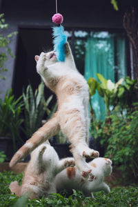 Close-up of a cat