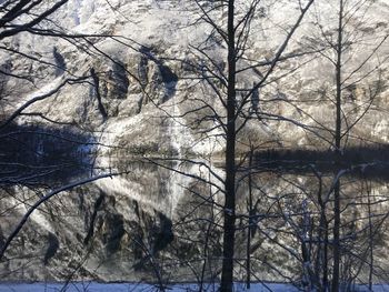 Bare trees in forest during winter