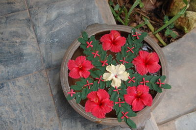 Close-up of red flowers