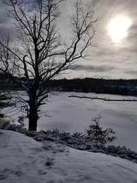 Bare tree by frozen lake against sky during winter
