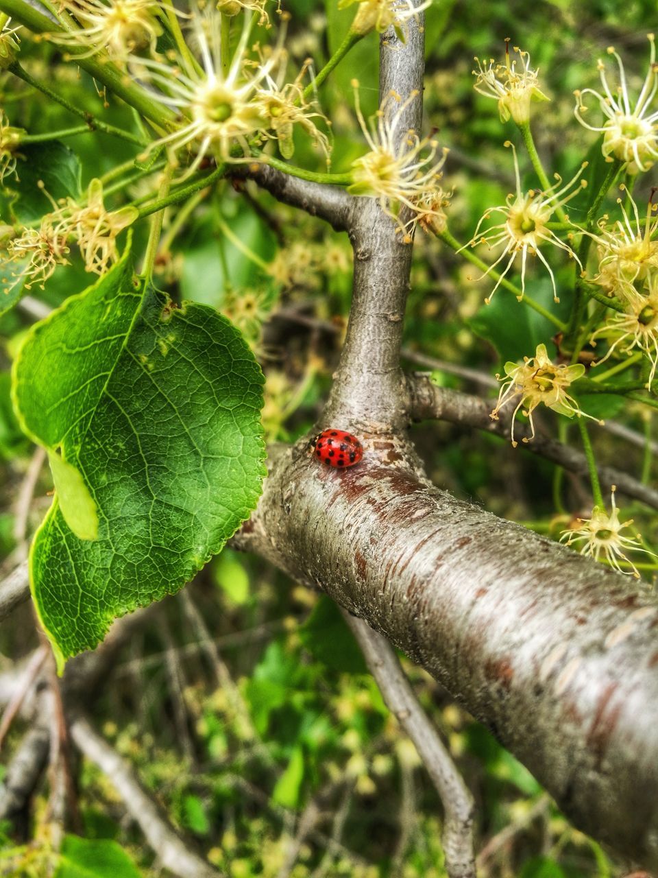 plant, animal themes, growth, animals in the wild, nature, one animal, day, animal wildlife, animal, close-up, tree, plant part, invertebrate, leaf, insect, no people, green color, red, selective focus, focus on foreground, outdoors