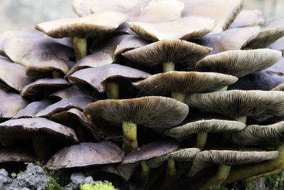 Close-up of mushrooms growing on land