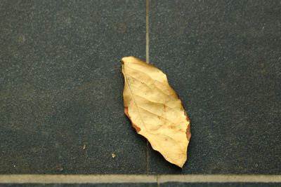 High angle view of dry leaf on street