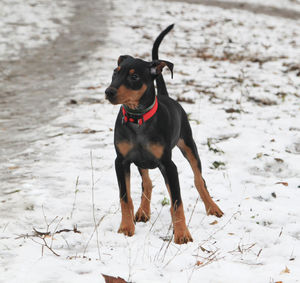 Dog looking away