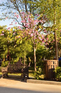 Flowers on tree