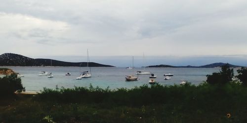 Sailboats in marina