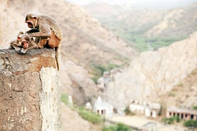 Monkeys sitting on retaining wall at temple