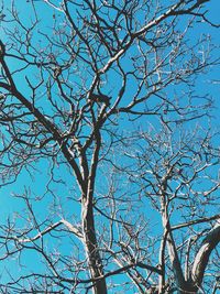 Low angle view of bare trees against blue sky