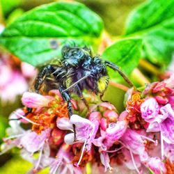 Close-up of bee on flower