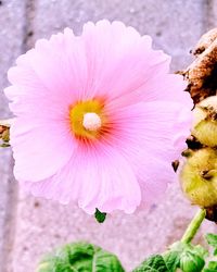 Close-up of flower blooming outdoors