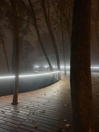 Illuminated trees in forest at night
