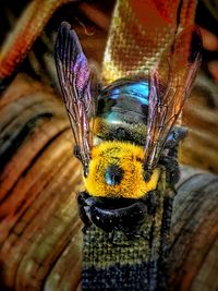 Close-up of butterfly