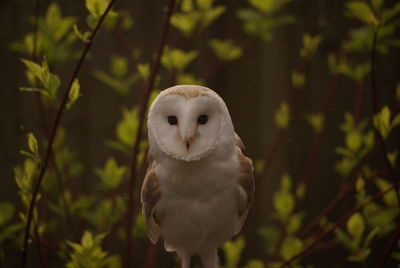Close-up portrait of owl perching on plant