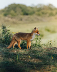 Fox standing on field