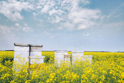 Beehive boxes amidst flowers on field against sky