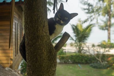 Cat looking away