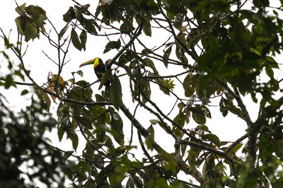 Low angle view of bird perching on tree