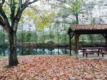 Autumn leaves in park