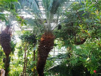 Low angle view of palm trees in forest