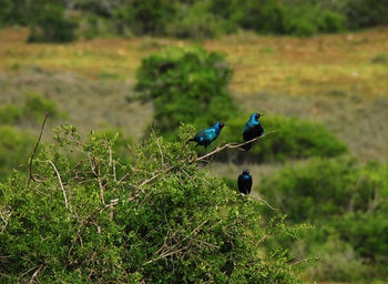 Birds perching on a field