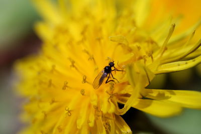 Close-up of bee on yellow flower