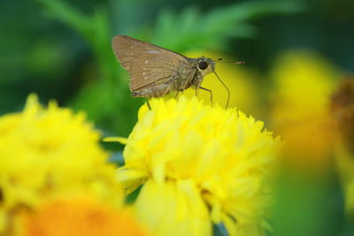 Close-up of butterfly pollinating on yellow flower