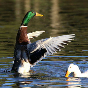 Duck swimming in lake