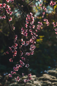 Close-up of pink cherry blossom