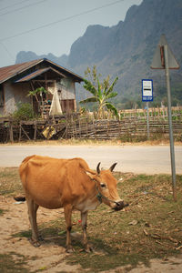 Horse standing on field against barn