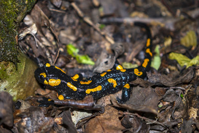 High angle view of a reptile on a field